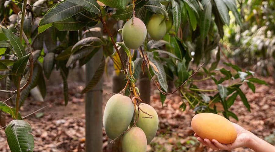 mango-and-chikoo.jpg